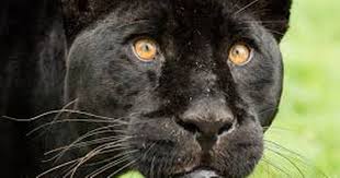 Image result for Essex Leopards