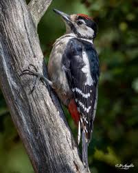 Attēlu rezultāti vaicājumam “Dendrocopos major juvenile”