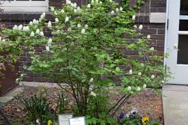 Attēlu rezultāti vaicājumam “Fothergilla major”