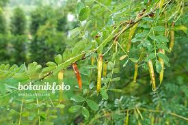 Attēlu rezultāti vaicājumam “Caragana arborescens fruit”