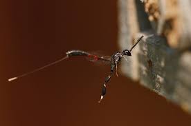 Attēlu rezultāti vaicājumam “Gasteruption jaculator imago”