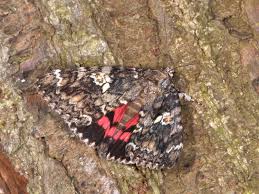 Attēlu rezultāti vaicājumam “Catocala sponsa”