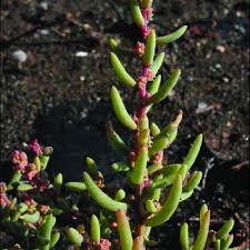 Attēlu rezultāti vaicājumam “Anthyllis maritima leaf”