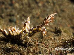 ผลการค้นหารูปภาพสำหรับ Bornella Anguilla