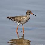 Image result for Tringa brevipes