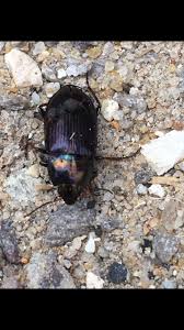 Attēlu rezultāti vaicājumam “Prionychus ater”