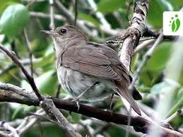 Image result for Luscinia luscinia