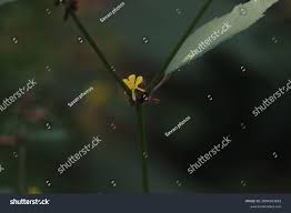 Attēlu rezultāti vaicājumam “Agrimonia pilosa bud”