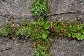 Attēlu rezultāti vaicājumam “Spergularia marina leaf”