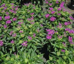 Image result for Monarda didyma