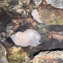 Attēlu rezultāti vaicājumam “Exidia thuretiana”