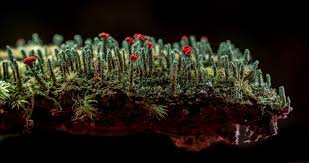 Attēlu rezultāti vaicājumam “Baeomyces rufus”