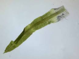 Attēlu rezultāti vaicājumam “Oxystegus tenuirostris”