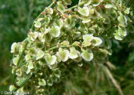 Attēlu rezultāti vaicājumam “Rumex thyrsiflorus”