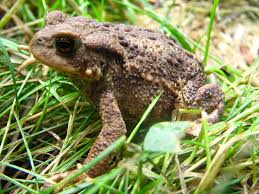 Attēlu rezultāti vaicājumam “Bufo bufo”