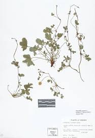 Attēlu rezultāti vaicājumam “Potentilla reptans”