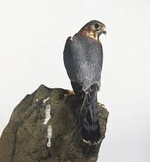 Image result for Falco columbarius