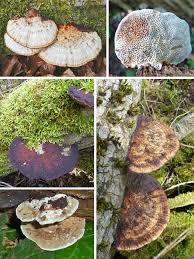 Attēlu rezultāti vaicājumam “Daedaleopsis confragosa”