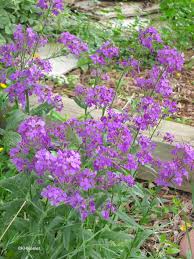 Attēlu rezultāti vaicājumam “Hesperis matronalis bud”