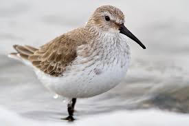 Attēlu rezultāti vaicājumam “Calidris alpina”