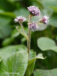 Attēlu rezultāti vaicājumam “Petasites spurius flower”