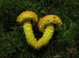 Attēlu rezultāti vaicājumam “Pholiota flammans”