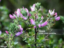 Attēlu rezultāti vaicājumam “Ononis arvensis bud”