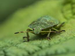 Attēlu rezultāti vaicājumam “Heteroptera”