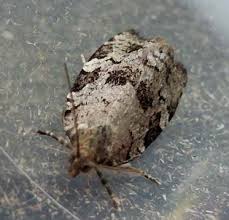 Attēlu rezultāti vaicājumam “Dichelia histrionana”