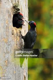 Attēlu rezultāti vaicājumam “Dryocopus martius nest”