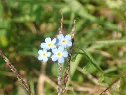 Attēlu rezultāti vaicājumam “Myosotis laxa subsp. baltica”
