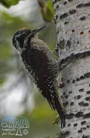 Attēlu rezultāti vaicājumam “Picoides tridactylus adult”