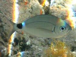 Image result for Oblada melanurus