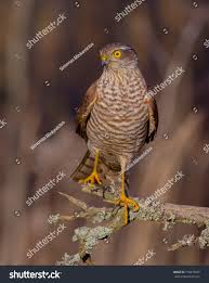 Attēlu rezultāti vaicājumam “Accipiter nisus male”
