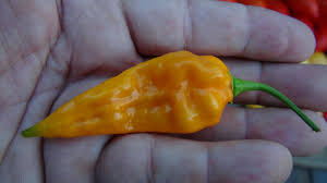 Afbeeldingsresultaat voor yellow fratali hot pepper