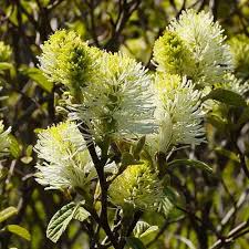 Attēlu rezultāti vaicājumam “Fothergilla major”