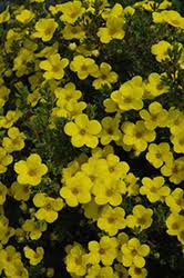 Attēlu rezultāti vaicājumam “Pentaphylloides fruticosa”