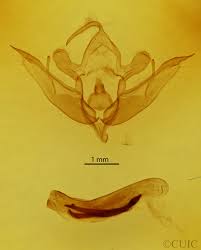 Attēlu rezultāti vaicājumam “Conistra rubiginea”