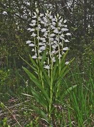 Attēlu rezultāti vaicājumam “Cephalanthera longifolia”