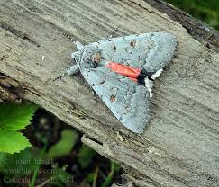 Attēlu rezultāti vaicājumam “Catocala pacta”