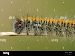 Attēlu rezultāti vaicājumam “Lasiocampa trifolii”