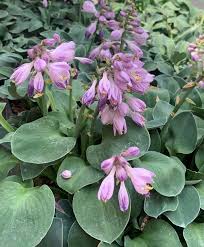 Attēlu rezultāti vaicājumam “Hosta sp. flower”