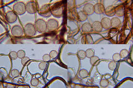 Attēlu rezultāti vaicājumam “Stemonitopsis gracilis”
