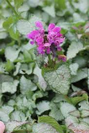 Attēlu rezultāti vaicājumam “Lamium maculatum”