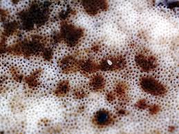 Attēlu rezultāti vaicājumam “Physisporinus sanguinolentus”