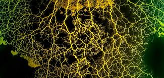 Attēlu rezultāti vaicājumam “Physarum viride var. incanum macro”