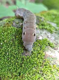 Attēlu rezultāti vaicājumam “Deilephila elpenor larva”