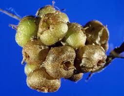 Attēlu rezultāti vaicājumam “Cuscuta europaea fruit”