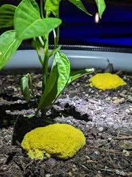 Attēlu rezultāti vaicājumam “Fuligo licentii spores”