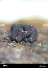 Attēlu rezultāti vaicājumam “Heterotrichia ferruginea (syn. Arcyria ferruginea)”